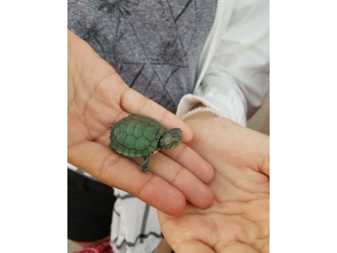 Su kaplumbağası donatello