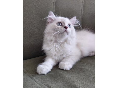 British longhair 3.5 aylık erkek