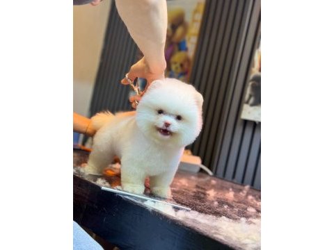 Yavru pomeranian boolarımız