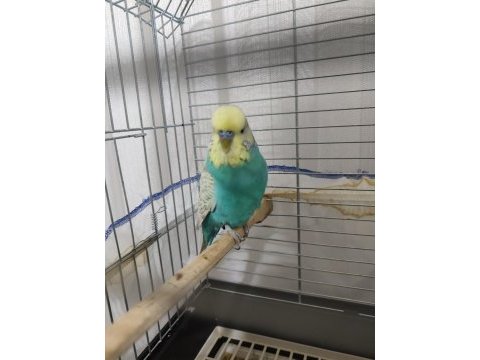 Bakımlı temiz muhabbet kuşu