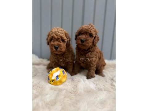 Toy poodle yavrular