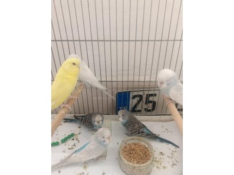 Yavru muhabbet kuşlari ele alışık evciller