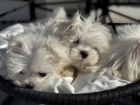 Petmode köpek çiftliğinden kore kan maltese