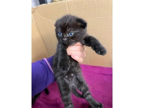 Scottish ve british shorthair yavrularımız