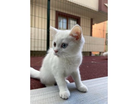 Van british shorthair karmasi 2 aylık dişi