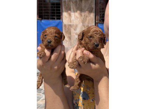 Kore poodle çok sevimli yavrular 