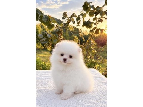 Kusursuz karbeyaz dişi pomeranian boo