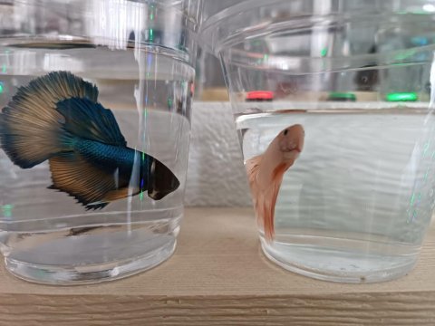 Erkek ve dişi beta balıklar