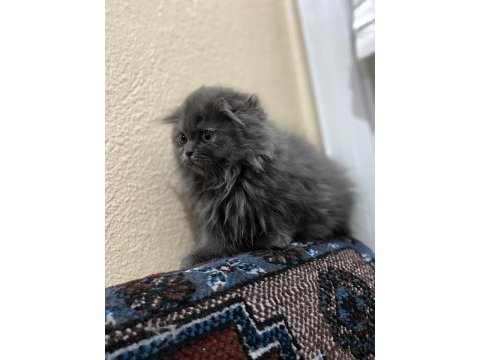British longhair yavrum yeni yuvasını arıyor