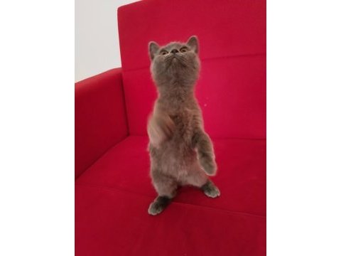 2.5 aylık ve 3.5 aylık british shorthair