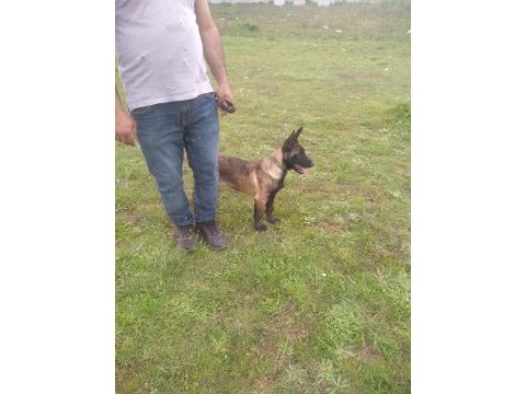 Ref k9 secere li mia zico eşleşmesi
