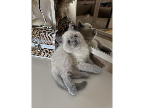 Safkan british shorthair blue point