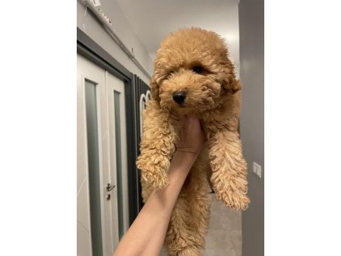 Poodle erkek yavru