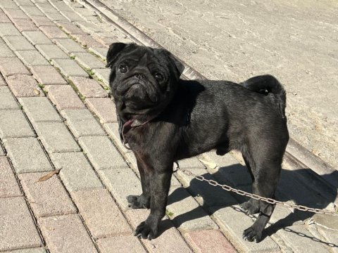 Siyah erkek pug yogi