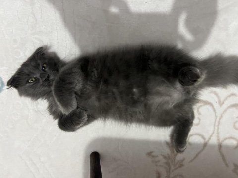 Scottish fold 3 aylık erkek