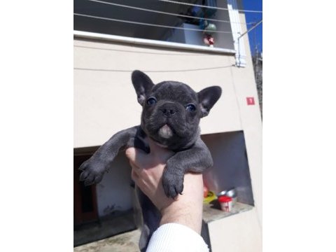 Tok kalite blue french bulldog