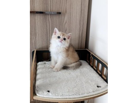 Blue golden erkek yavru british shorthair