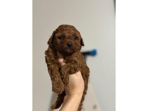 Toy poodle oyuncu sevimli ırk garanti yavrularımız