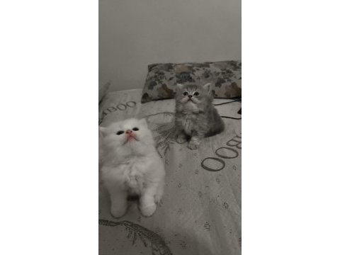 Kedilerimiz şanlıurfa