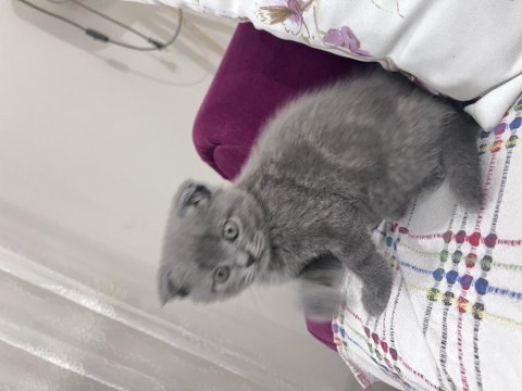 Yavru scottish fold 1 aylık