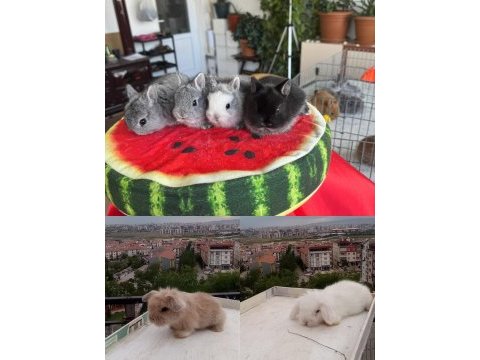 Cüce ve lop ırkı tavşan