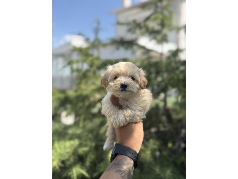 Exotıc pet club mıcro maltıpoo