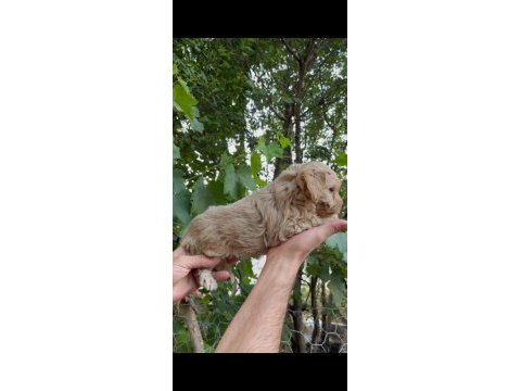 Mükemmel güzellikte maltipoo bebekler