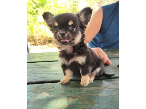 Teacup chihuahua dişi