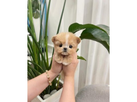 Baldan tatli maltipoo bebeklerimiz