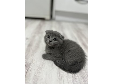 Minnoş kedilere yuva