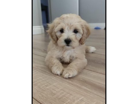 Yavru maltipoo
