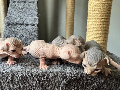 2 dişi 2 erkek levkoy sphynx yavruları yuvasını arıyor