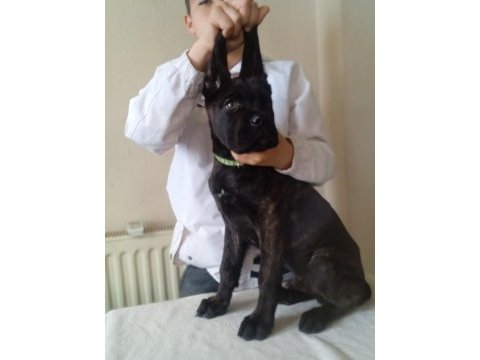 A şecere kif-fci kayıtlı cane corso yavrular