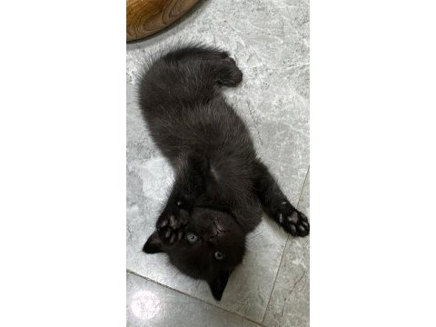 Yavru british shorthair