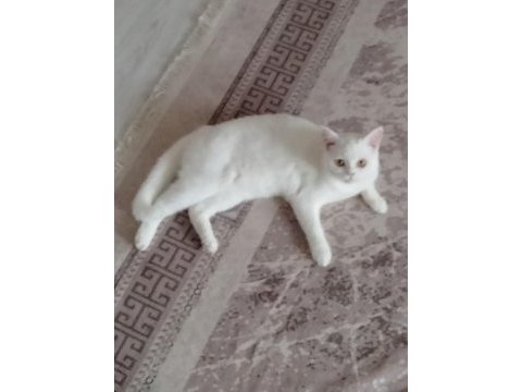 10.5 aylık british shorthair
