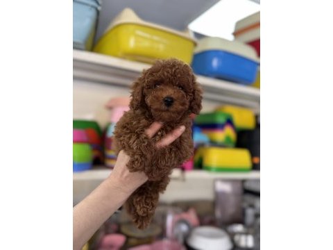 Toy poodle kore yavrumuz