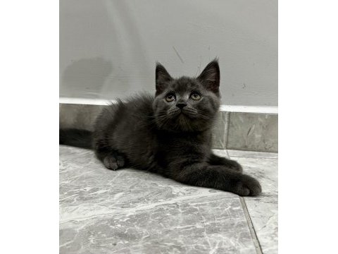 Saf kan british shorthair