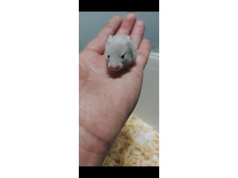 Suriye hamster yavrular
