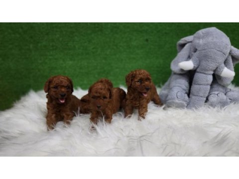Bizimle iletişime geçmeden karar vermeyin poodle
