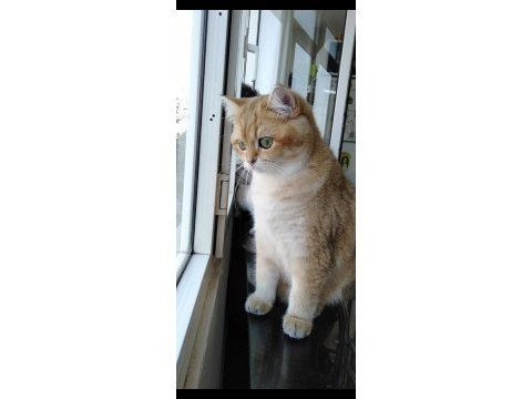3 yaşında british shorthair şecereli dünya güzeli dişi