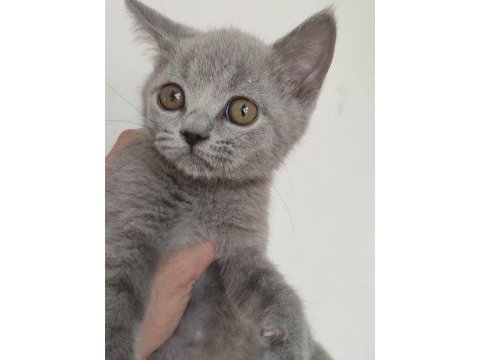 Farklı cins kediler de vardır