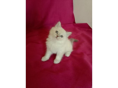 Tatlı kızımız british longhair