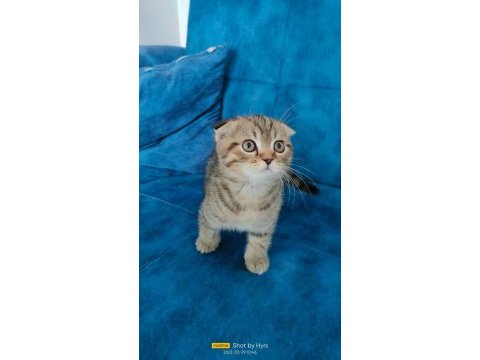 2 aylık golden spotted scottish fold