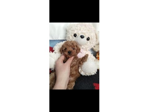 Sizi bekleyen toy poodle afacanlar