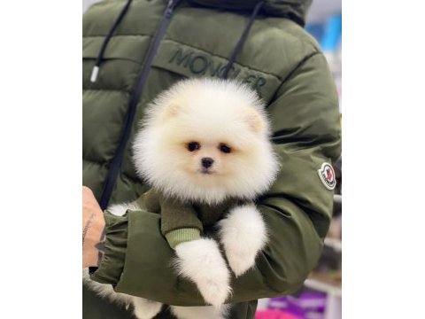 Pomeranian boo beyaz erkek 2 aylık