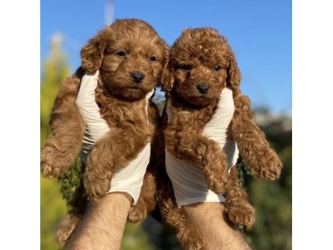 Orijinal red brown toy poodle yavrularımız