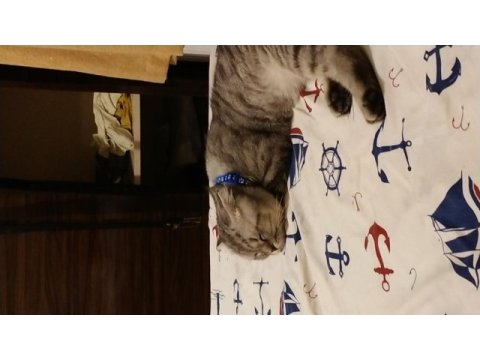 Dünyalar tatlısı ponçiğim scottish fold