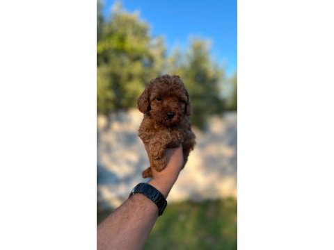 Safkan toy poodle yavrular