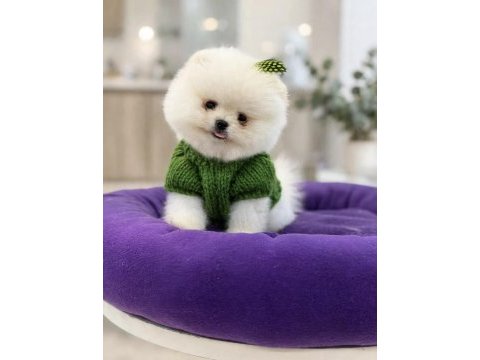 400 gr tam teacup boy orjinal beyaz pomeranian yavrumuz