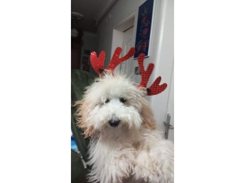 Maltipoo erkek köpeğimiz